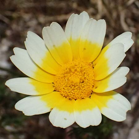 Glebionis segetum \ Saat-Wucherblume, Saat-Goldblume / Corn Marygold, Zypern/Cyprus Prov. Paphos, Episkopi 31.3.2025