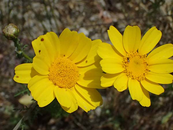 Glebionis segetum \ Saat-Wucherblume, Saat-Goldblume / Corn Marygold, Zypern/Cyprus Prov. Paphos, Episkopi 31.3.2025