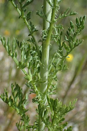 Glebionis segetum \ Saat-Wucherblume, Saat-Goldblume / Corn Marygold, Zypern/Cyprus Prov. Paphos, Episkopi 31.3.2025