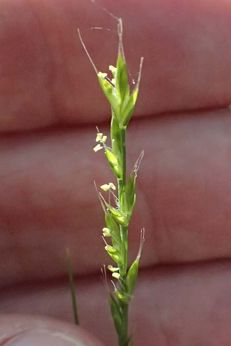 Poaceae spec3 ? \ Gras / Grass, Zypern/Cyprus Lagoudera 26.3.2025