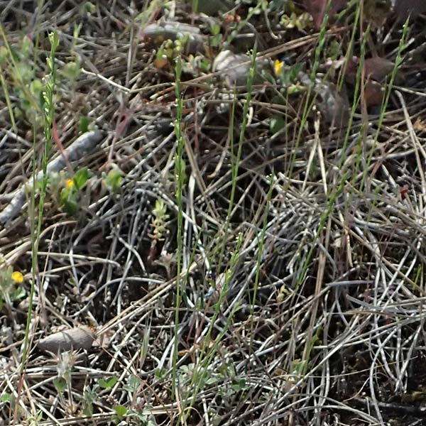 Festuca lachenalii \ Kies-Dnnschwingel, Zypern Xyliatos 26.3.2025