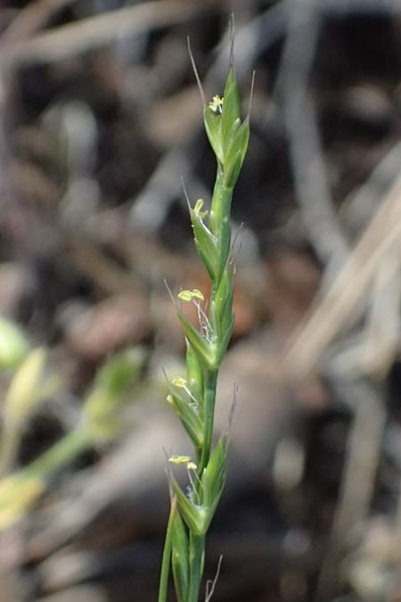 Poaceae spec3 ? \ Gras / Grass, Zypern/Cyprus Lagoudera 26.3.2025