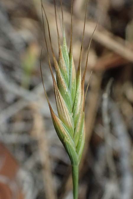 Poaceae spec4 ? \ Gras, Zypern Lagoudera 26.3.2025