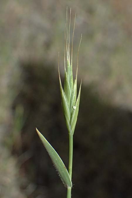 Poaceae spec4 ? \ Gras, Zypern Lagoudera 26.3.2025