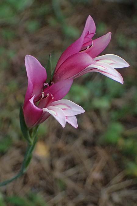 Gladiolus triphyllus \ Dreiblttrige Gladiole / Three-Leaved Gladiolus, Zypern/Cyprus Pegeia 30.3.2025