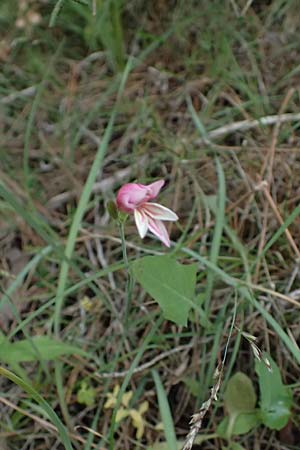 Gladiolus triphyllus \ Dreiblttrige Gladiole / Three-Leaved Gladiolus, Zypern/Cyprus Pegeia 30.3.2025