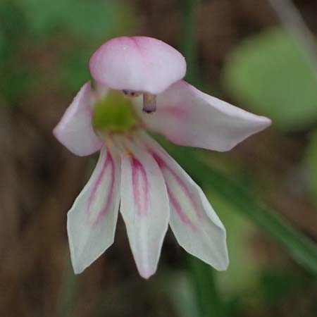 Gladiolus triphyllus \ Dreiblttrige Gladiole / Three-Leaved Gladiolus, Zypern/Cyprus Pegeia 30.3.2025