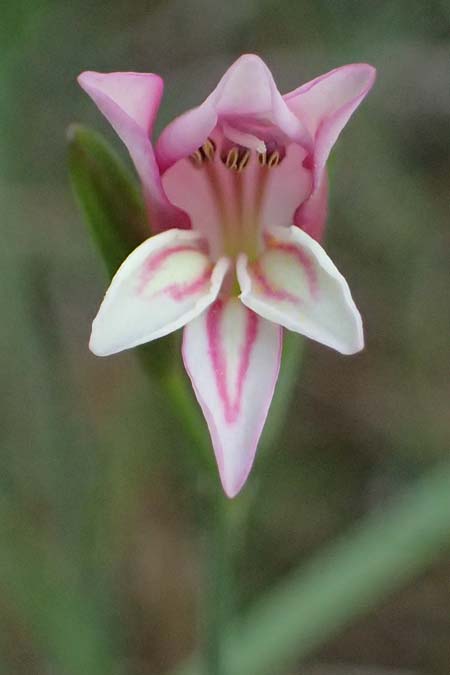 Gladiolus triphyllus \ Dreiblttrige Gladiole / Three-Leaved Gladiolus, Zypern/Cyprus Pegeia 30.3.2025