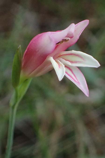 Gladiolus triphyllus \ Dreiblttrige Gladiole / Three-Leaved Gladiolus, Zypern/Cyprus Pegeia 30.3.2025