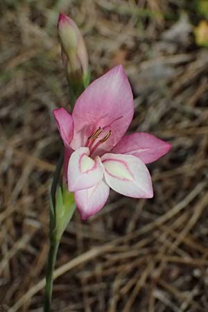 Gladiolus triphyllus \ Dreiblttrige Gladiole / Three-Leaved Gladiolus, Zypern/Cyprus Pegeia 30.3.2025