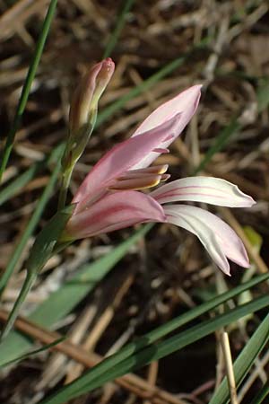 Gladiolus triphyllus \ Dreiblttrige Gladiole / Three-Leaved Gladiolus, Zypern/Cyprus Pegeia 30.3.2025