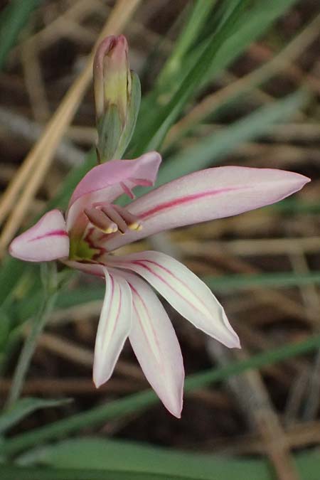 Gladiolus triphyllus \ Dreiblttrige Gladiole / Three-Leaved Gladiolus, Zypern/Cyprus Pegeia 30.3.2025