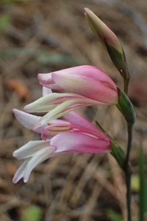 Gladiolus triphyllus \ Dreiblttrige Gladiole / Three-Leaved Gladiolus, Zypern/Cyprus Pegeia 30.3.2025
