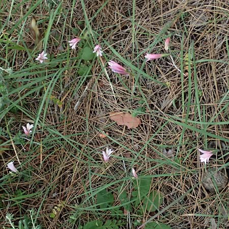 Gladiolus triphyllus \ Dreiblttrige Gladiole / Three-Leaved Gladiolus, Zypern/Cyprus Pegeia 30.3.2025