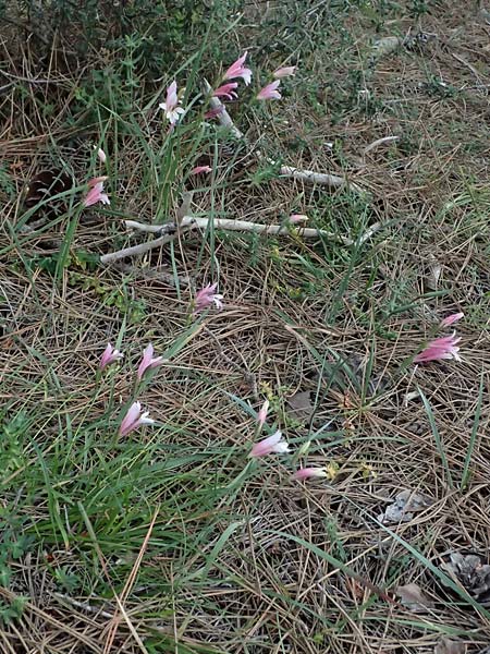 Gladiolus triphyllus \ Dreiblttrige Gladiole / Three-Leaved Gladiolus, Zypern/Cyprus Pegeia 30.3.2025