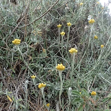 Helichrysum italicum / Italian Everlasting Daisy, Curry Plant, Cyprus Xyliatos 26.3.2025