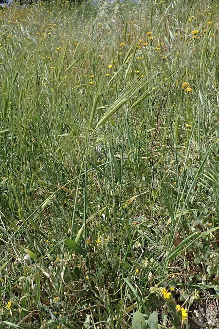 Hordeum spontaneum \ Wild-Gerste, Zypern Prov. Paphos, Episkopi 31.3.2025