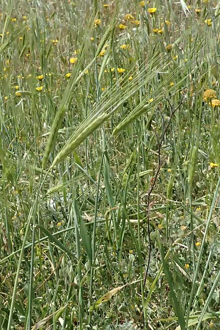 Hordeum spontaneum \ Wild-Gerste, Zypern Prov. Paphos, Episkopi 31.3.2025