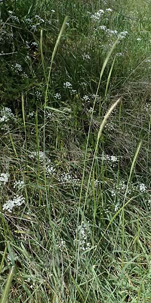 Hordeum spontaneum \ Wild-Gerste / Wild Barley, Zypern/Cyprus Prov. Paphos, Episkopi 31.3.2025