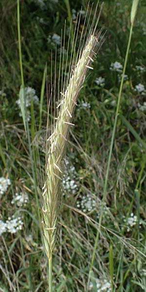 Hordeum spontaneum \ Wild-Gerste / Wild Barley, Zypern/Cyprus Prov. Paphos, Episkopi 31.3.2025