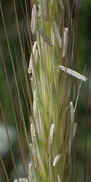 Hordeum spontaneum \ Wild-Gerste / Wild Barley, Zypern/Cyprus Prov. Paphos, Episkopi 31.3.2025