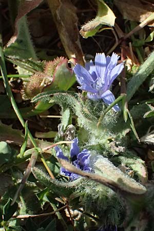 Cichorium pumilum / Dwarf Chicory, Cyprus Petra tou Romiou 30.3.2025