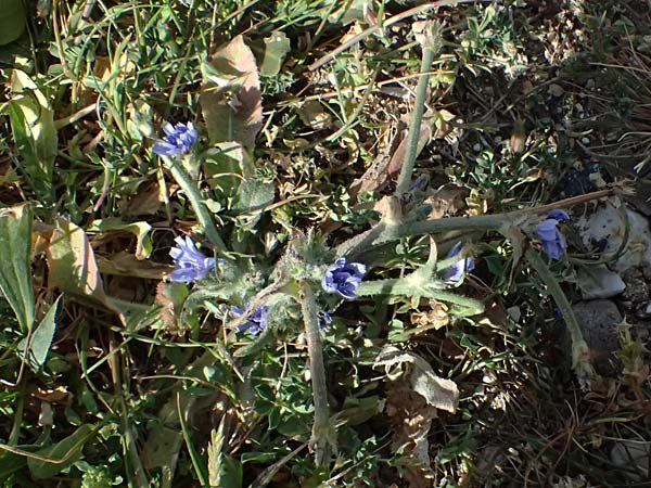 Cichorium pumilum / Dwarf Chicory, Cyprus Petra tou Romiou 30.3.2025
