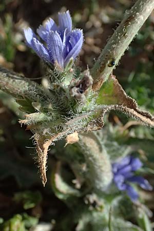 Cichorium pumilum / Dwarf Chicory, Cyprus Petra tou Romiou 30.3.2025