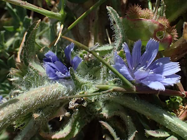 Cichorium pumilum / Dwarf Chicory, Cyprus Petra tou Romiou 30.3.2025