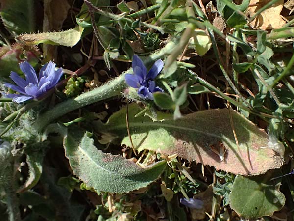 Cichorium pumilum / Dwarf Chicory, Cyprus Petra tou Romiou 30.3.2025
