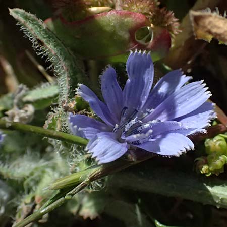 Cichorium pumilum / Dwarf Chicory, Cyprus Petra tou Romiou 30.3.2025
