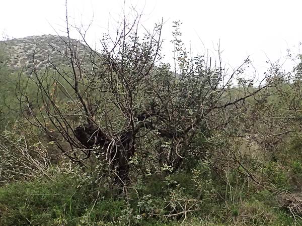 Ceratonia siliqua \ Johannisbrot-Baum, Karube / Carob, Zypern/Cyprus Kato Archimandrita 1.4.2025