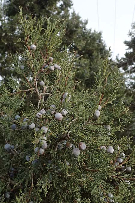 Juniperus excelsa \ Griechischer Wacholder / Greek Juniper, Zypern/Cyprus Madari 26.3.2025
