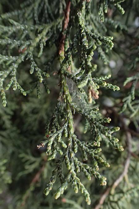 Juniperus excelsa \ Griechischer Wacholder / Greek Juniper, Zypern/Cyprus Madari 26.3.2025