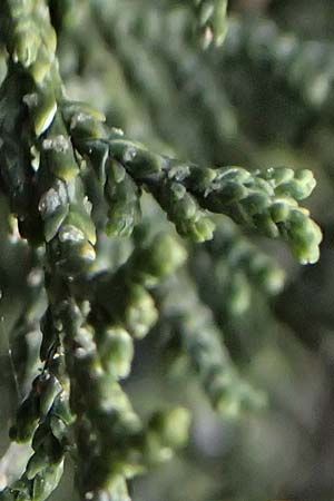 Juniperus excelsa \ Griechischer Wacholder / Greek Juniper, Zypern/Cyprus Madari 26.3.2025