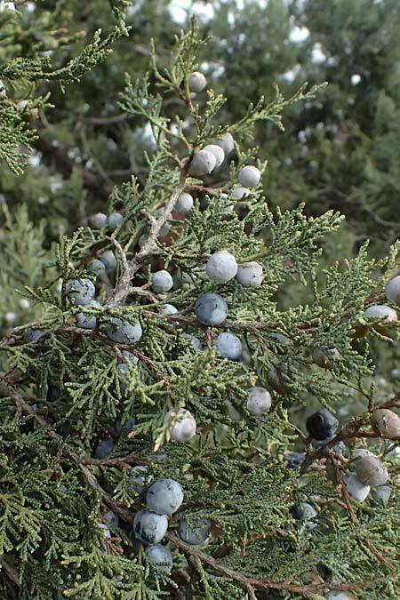 Juniperus excelsa \ Griechischer Wacholder / Greek Juniper, Zypern/Cyprus Madari 26.3.2025