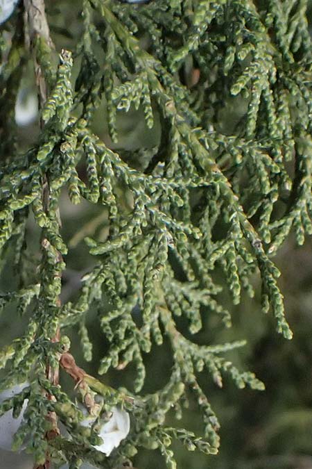 Juniperus excelsa \ Griechischer Wacholder / Greek Juniper, Zypern/Cyprus Madari 26.3.2025