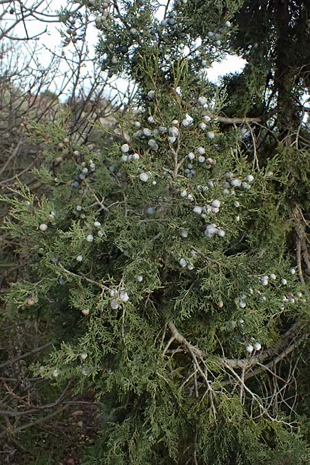 Juniperus excelsa \ Griechischer Wacholder / Greek Juniper, Zypern/Cyprus Madari 26.3.2025