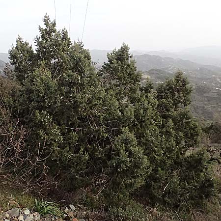 Juniperus excelsa \ Griechischer Wacholder / Greek Juniper, Zypern/Cyprus Madari 26.3.2025