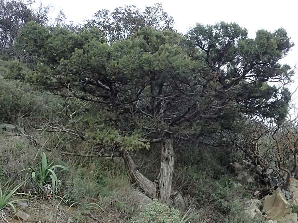Juniperus excelsa \ Griechischer Wacholder / Greek Juniper, Zypern/Cyprus Madari 26.3.2025