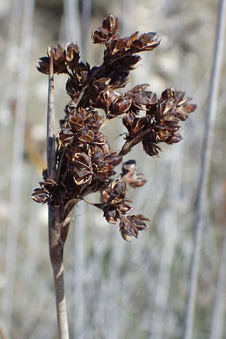 Juncus maritimus \ Strand-Binse / Sea Rush, Zypern/Cyprus Akrotiri 23.3.2025