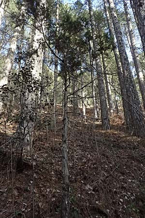 Juniperus foetidissima \ Troodos-Wacholder / Troodos Juniper, Zypern/Cyprus Platres 28.3.2025