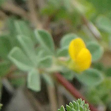 Medicago spec1 ? \ Schneckenklee, Zypern Kato Archimandrita 1.4.2025