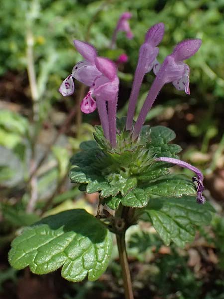 Lamium amplexicaule \ St�ngelumfassende Taubnessel / Henbit Dead-Nettle, Zypern/Cyprus Galata 24.3.2025