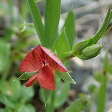 Lathyrus cicera \ Rote Platterbse / Red Vetchling, Zypern/Cyprus Pano Lefkara 25.3.2025