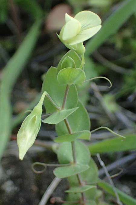 Lathyrus aphaca \ Ranken-Platterbse, Zypern Baths of Aphrodite 27.3.2025
