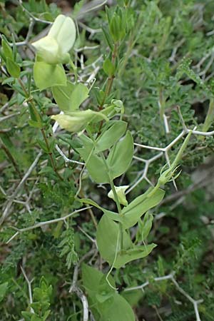 Lathyrus aphaca \ Ranken-Platterbse, Zypern Prov. Paphos, Episkopi 31.3.2025