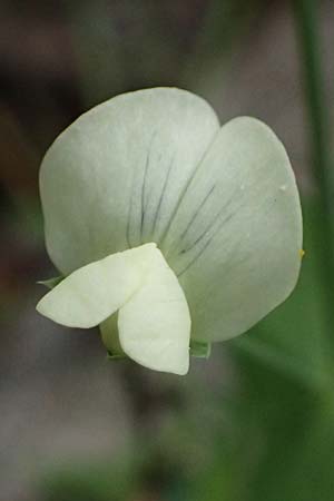 Lathyrus aphaca \ Ranken-Platterbse, Zypern Kato Archimandrita 1.4.2025