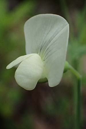 Lathyrus aphaca \ Ranken-Platterbse, Zypern Kato Archimandrita 1.4.2025