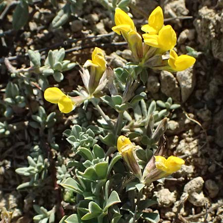 Lotus cytisoides \ Geikleeartiger Hornklee / Grey Bird's-Foot Trefoil, Zypern/Cyprus Akrotiri 23.3.2025